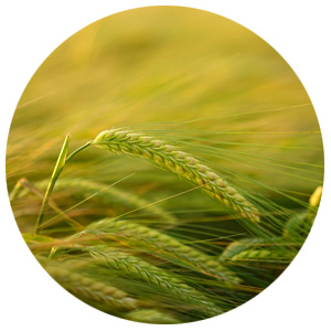 Høsting og gresshåndtering