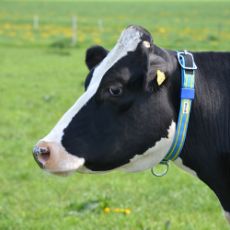 Isolatt halsrem 40 mm, 1,25m for kyr, sikker og luktfri.